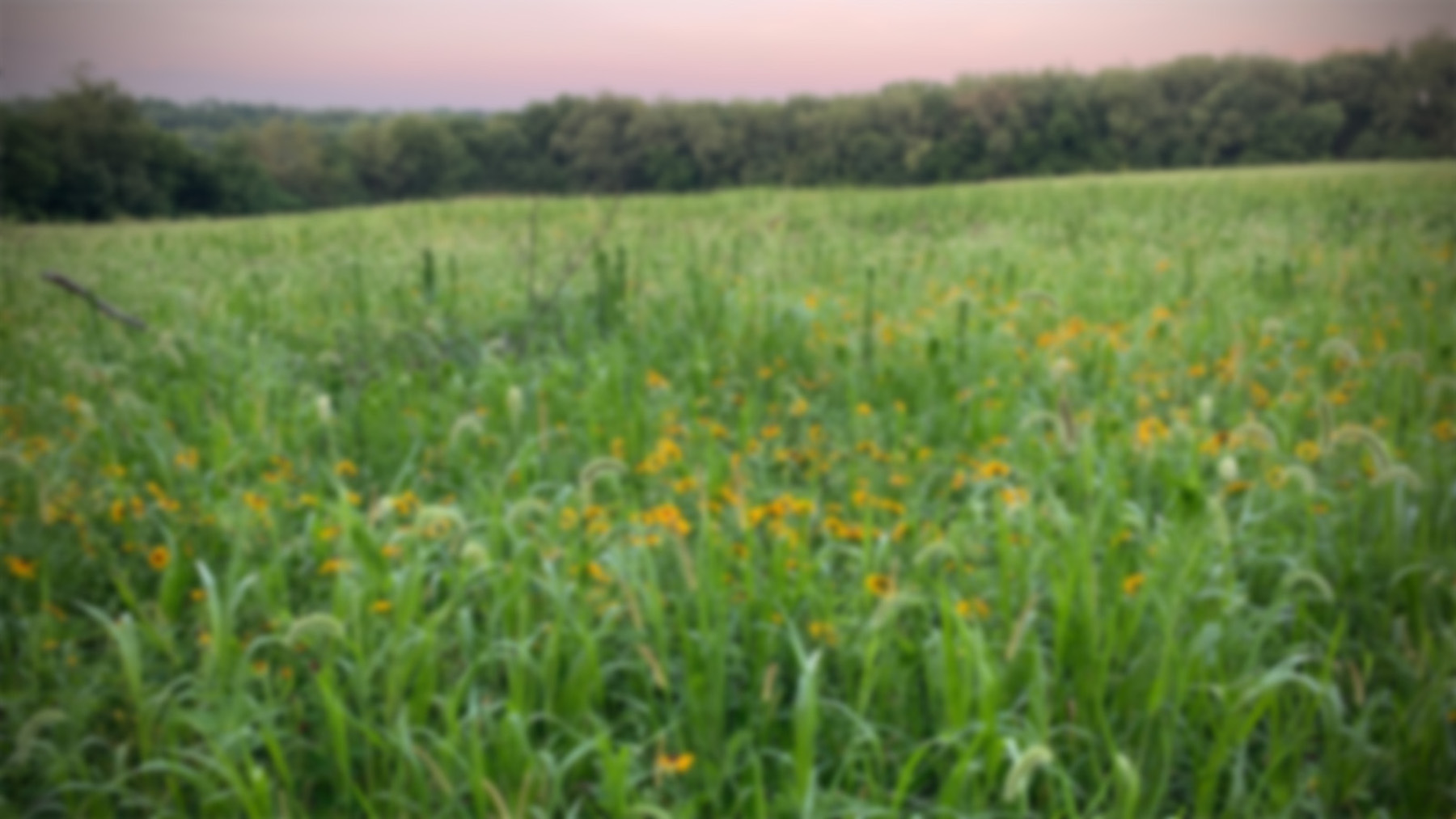 Wildflowers